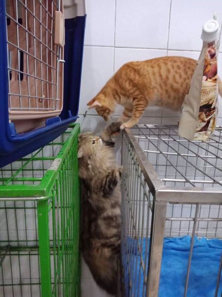 ベトナム ホーチミン 猫 ペット 飼育 生活