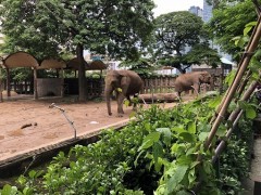ホーチミン市民憩いの場、サイゴン動植物園！緑のオアシスや、ゆる～い動物イラストに癒されませんか？