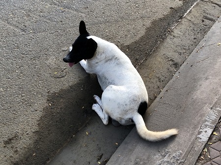 路上に座り込む白い犬