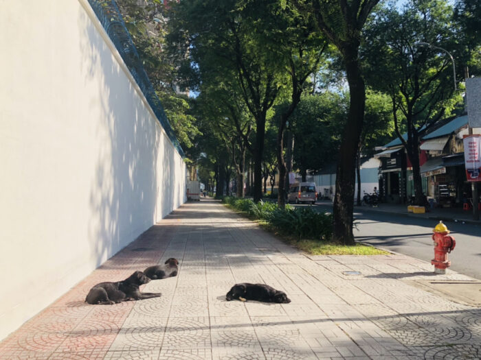 歩道でくつろぐ3匹の黒い毛の犬