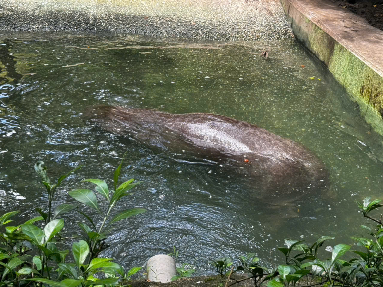 コビトカバ